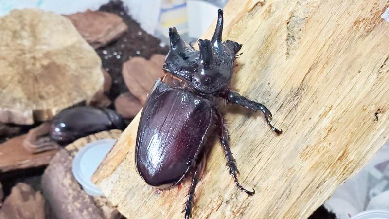 ケンタウルスミツノカブト（アルゼンチン・イグアス産）3令幼虫2頭 F9