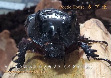 ケンタウルスミツノカブト（アルゼンチン・イグアス産）3令2頭 F9 種親73.0mm×62.5mmの画像