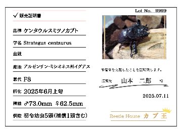 ケンタウルスミツノカブト（アルゼンチン・イグアス産）3令2頭 F9 種親73.0mm×62.5mmの画像