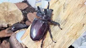 ケンタウルスミツノカブト（アルゼンチン・イグアス産）3令幼虫2頭 F9