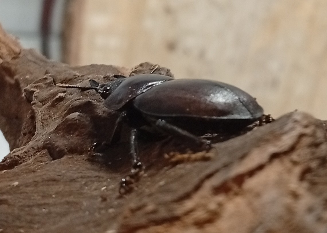 原名亜種｜スペンスシカノコギリクワガタ成虫ペアWF1（ベトナム イェンバイ産）♂43mm×♀32mmの画像