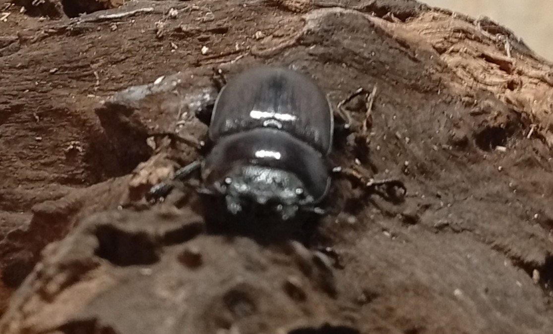 原名亜種｜スペンスシカノコギリクワガタ成虫ペアWF1（ベトナム イェンバイ産）♂43mm×♀32mmの画像