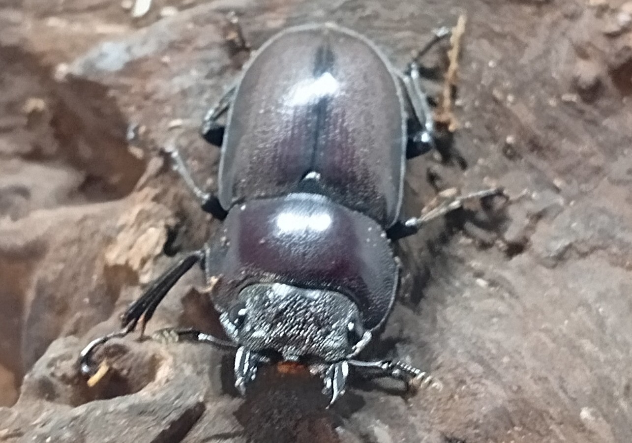 原名亜種｜スペンスシカノコギリクワガタ成虫ペアWF1（ベトナム イェンバイ産）♂43mm×♀32mmの画像