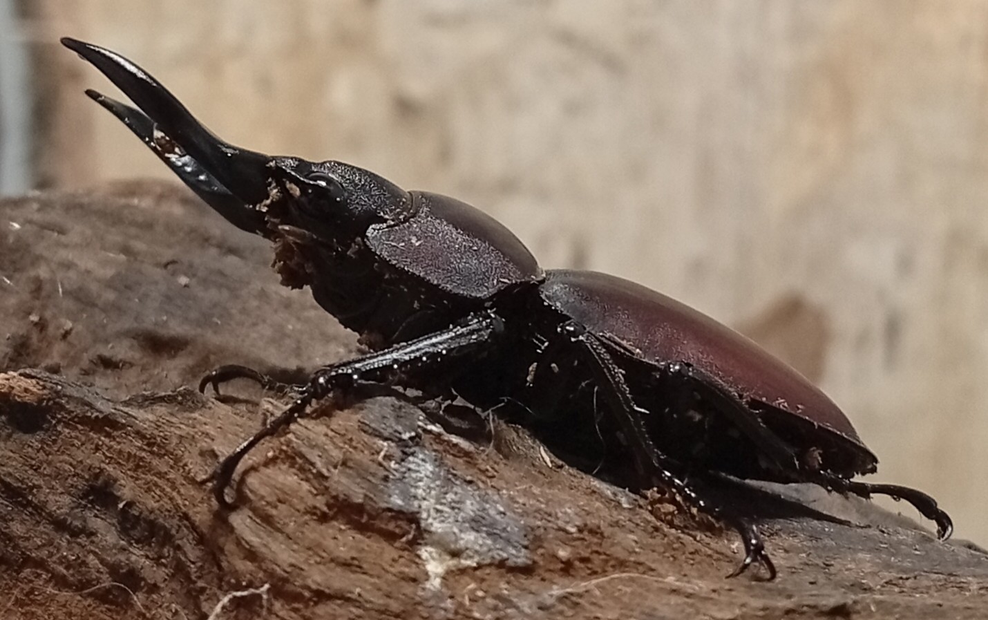原名亜種｜スペンスシカノコギリクワガタ成虫ペアWF1（ベトナム イェンバイ産）♂43mm×♀32mmの画像