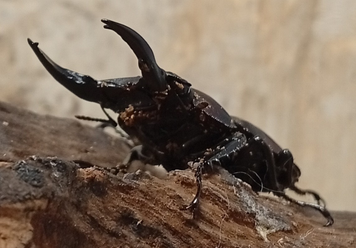 原名亜種｜スペンスシカノコギリクワガタ成虫ペアWF1（ベトナム イェンバイ産）♂43mm×♀32mmの画像