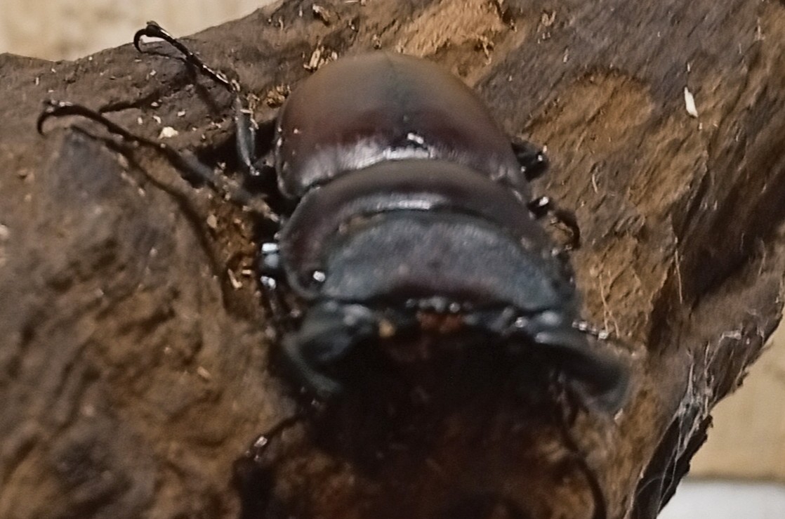 原名亜種｜スペンスシカノコギリクワガタ成虫ペアWF1（ベトナム イェンバイ産）♂43mm×♀32mmの画像