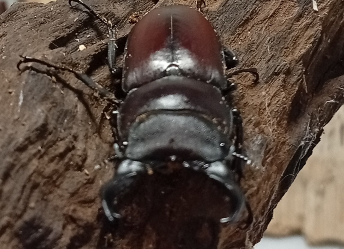 原名亜種｜スペンスシカノコギリクワガタ成虫ペアWF1（ベトナム イェンバイ産）♂43mm×♀32mmの画像