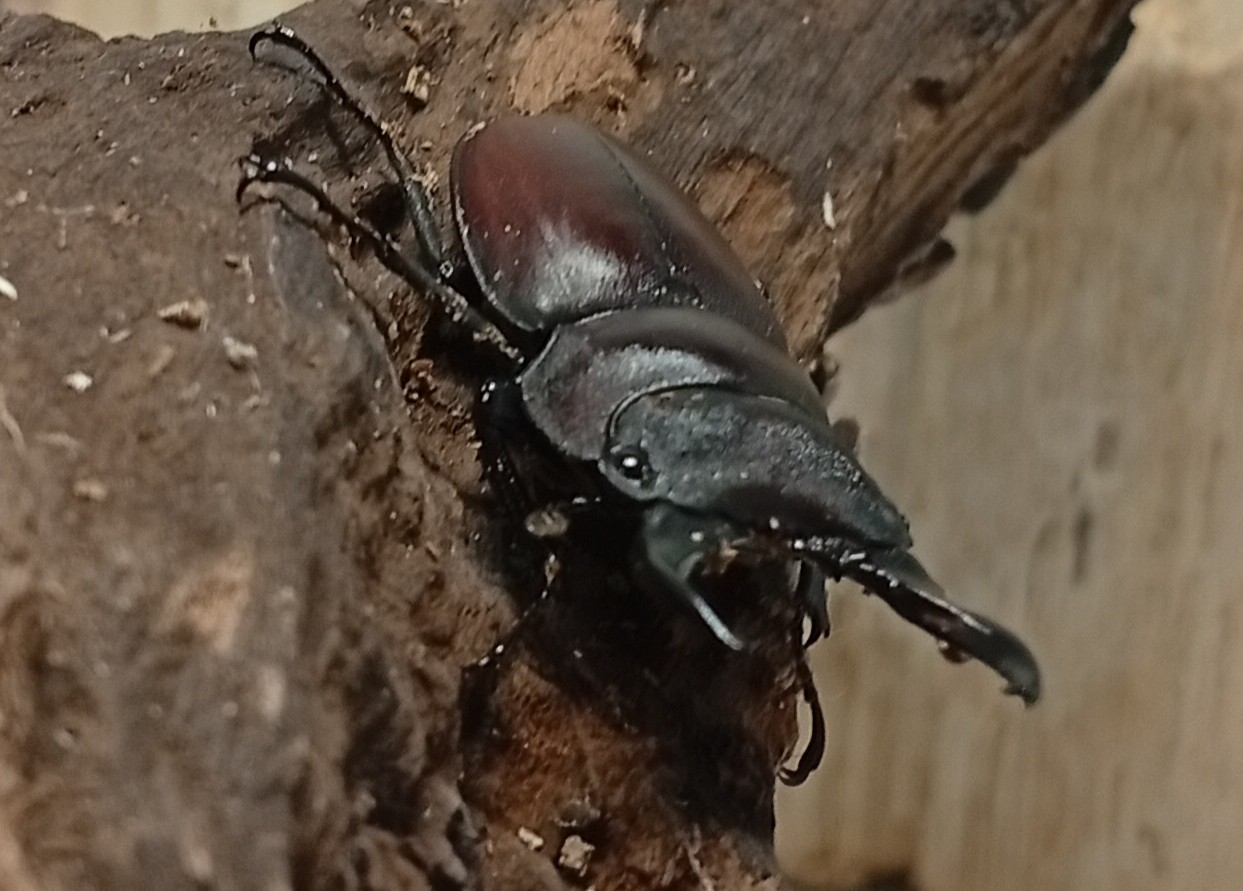 原名亜種｜スペンスシカノコギリクワガタ成虫ペアWF1（ベトナム イェンバイ産）♂43mm×♀32mmの画像