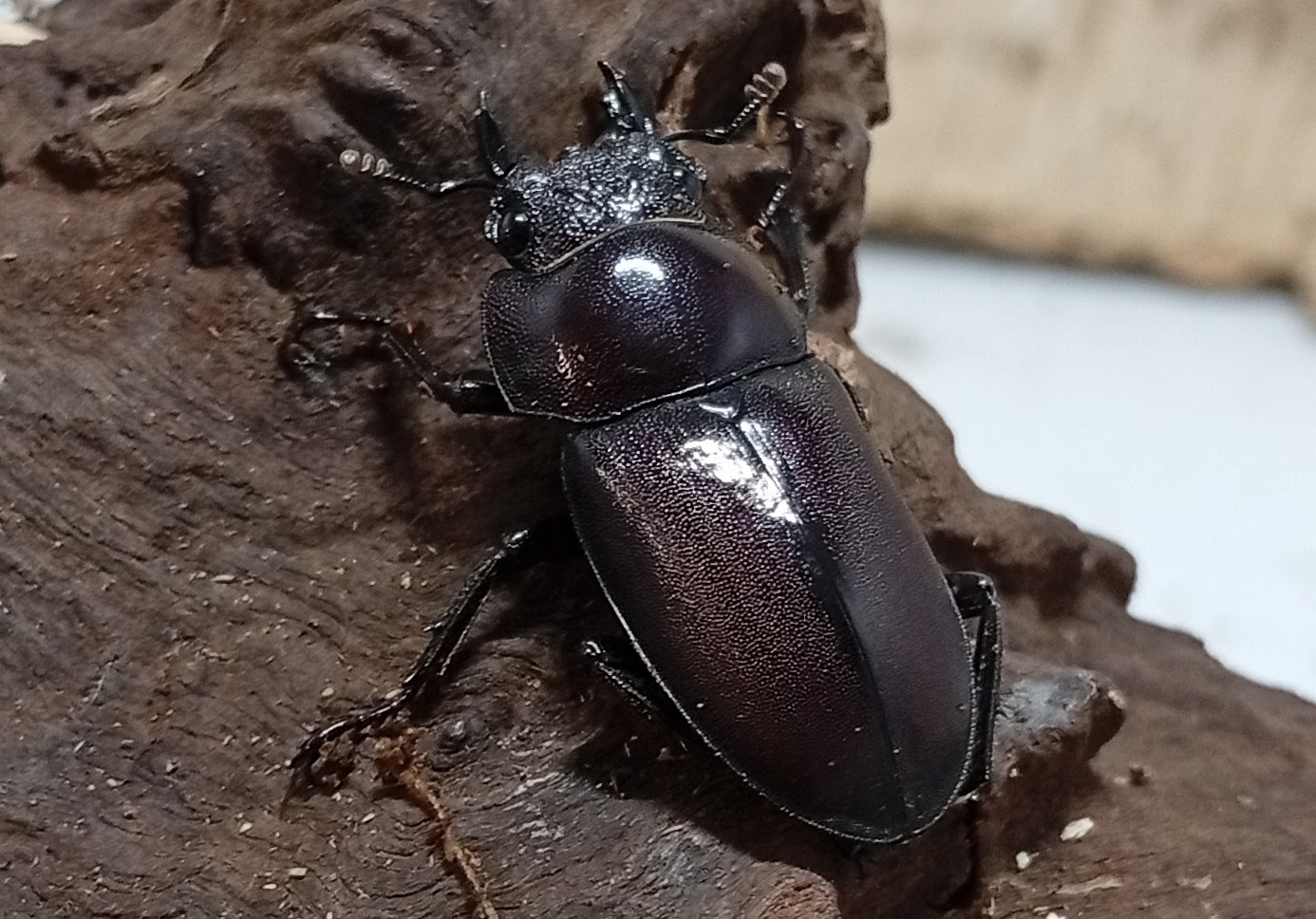 原名亜種｜スペンスシカノコギリクワガタ成虫ペアWF1（ベトナム イェンバイ産）♂43mm×♀32mmの画像