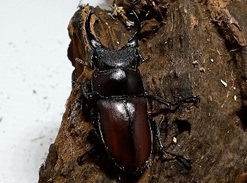 原名亜種｜スペンスシカノコギリクワガタ成虫ペアWF1（ベトナム イェンバイ産）♂43mm×♀32mmの画像