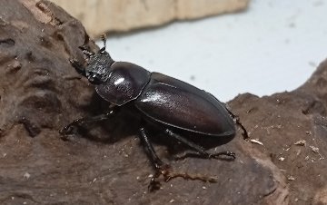 原名亜種｜スペンスシカノコギリクワガタ成虫ペアWF1（ベトナム イェンバイ産）♂43mm×♀32mmの画像