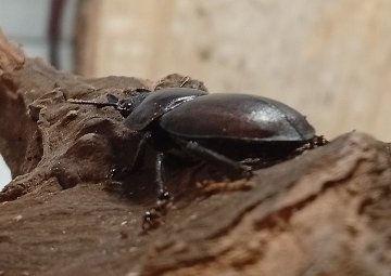 原名亜種｜スペンスシカノコギリクワガタ成虫ペアWF1（ベトナム イェンバイ産）♂43mm×♀32mmの画像
