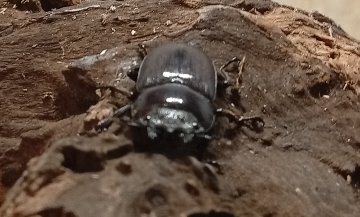 原名亜種｜スペンスシカノコギリクワガタ成虫ペアWF1（ベトナム イェンバイ産）♂43mm×♀32mmの画像