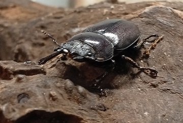 原名亜種｜スペンスシカノコギリクワガタ成虫ペアWF1（ベトナム イェンバイ産）♂43mm×♀32mmの画像