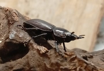 原名亜種｜スペンスシカノコギリクワガタ成虫ペアWF1（ベトナム イェンバイ産）♂43mm×♀32mmの画像