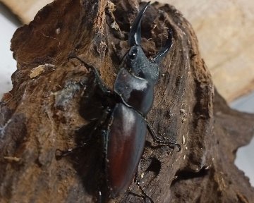 原名亜種｜スペンスシカノコギリクワガタ成虫ペアWF1（ベトナム イェンバイ産）♂43mm×♀32mmの画像