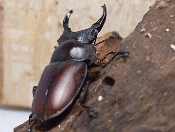 原名亜種｜スペンスシカノコギリクワガタ成虫ペアWF1（ベトナム イェンバイ産）♂43mm×♀32mmの画像