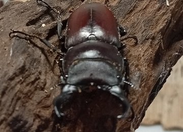 原名亜種｜スペンスシカノコギリクワガタ成虫ペアWF1（ベトナム イェンバイ産）♂43mm×♀32mmの画像