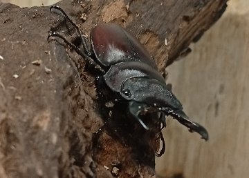 原名亜種｜スペンスシカノコギリクワガタ成虫ペアWF1（ベトナム イェンバイ産）♂43mm×♀32mmの画像