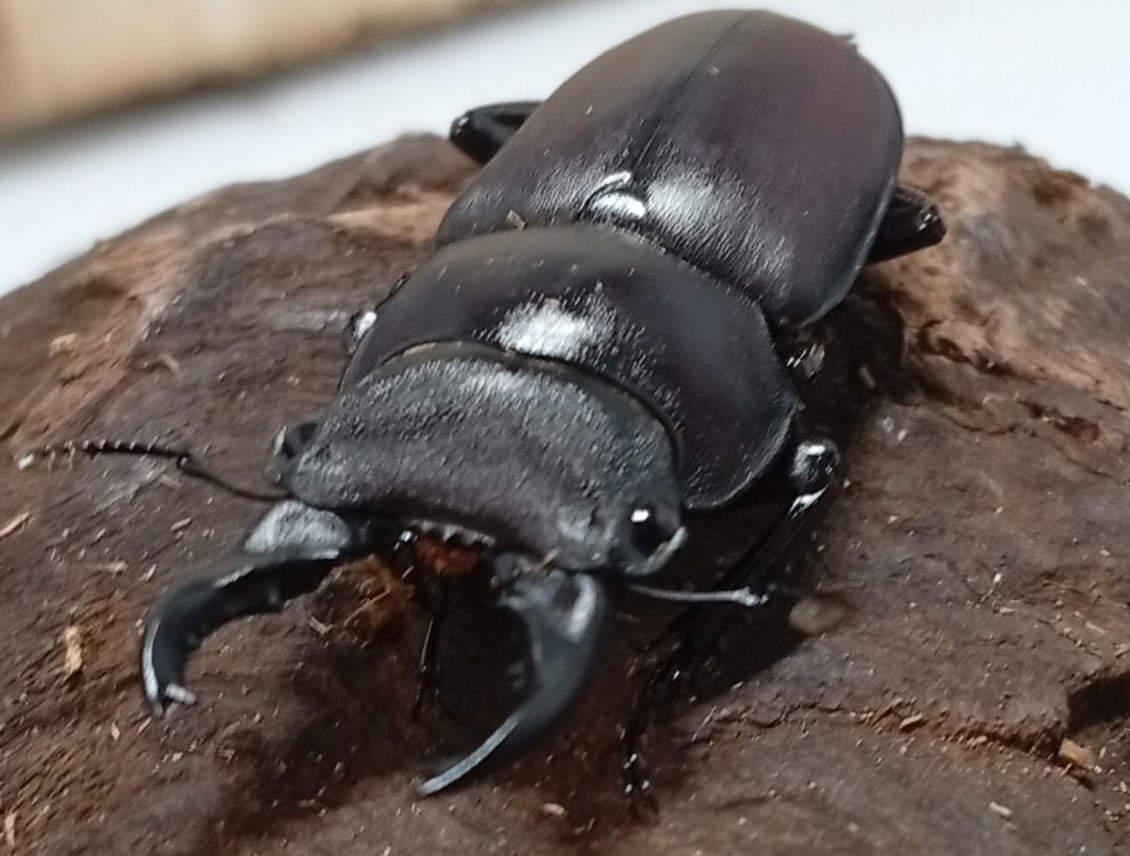 原名亜種｜スペンスシカノコギリクワガタ成虫ペアWF1（ベトナム イェンバイ産）♂40mm×♀30mmの画像