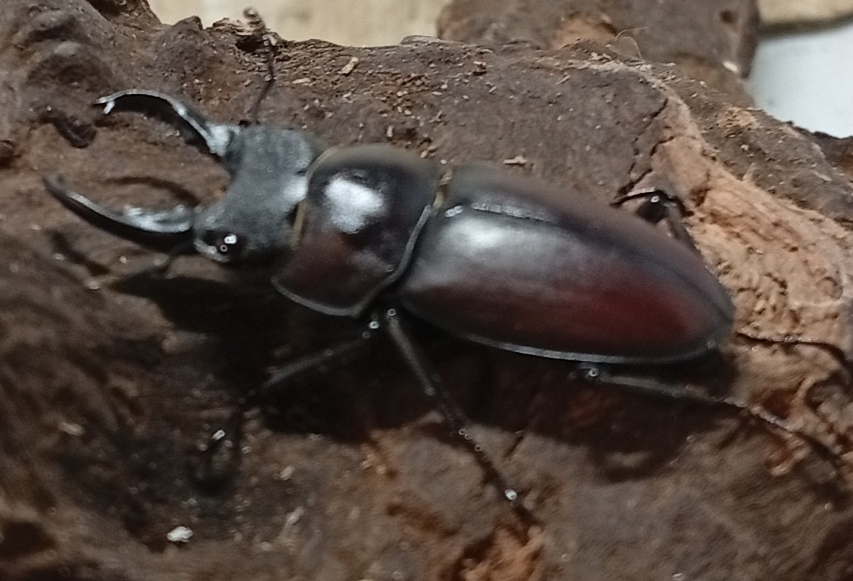 原名亜種｜スペンスシカノコギリクワガタ成虫ペアWF1（ベトナム イェンバイ産）♂40mm×♀30mmの画像