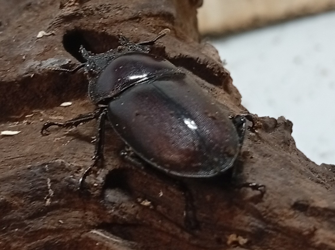 原名亜種｜スペンスシカノコギリクワガタ成虫ペアWF1（ベトナム イェンバイ産）♂40mm×♀30mmの画像