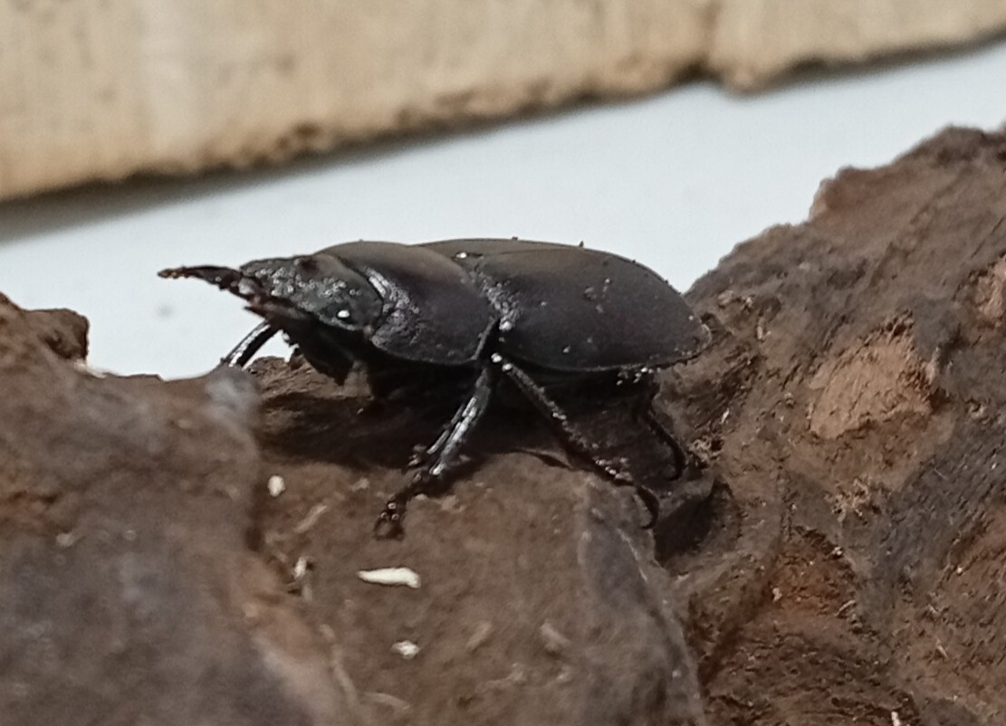 原名亜種｜スペンスシカノコギリクワガタ成虫ペアWF1（ベトナム イェンバイ産）♂40mm×♀30mmの画像