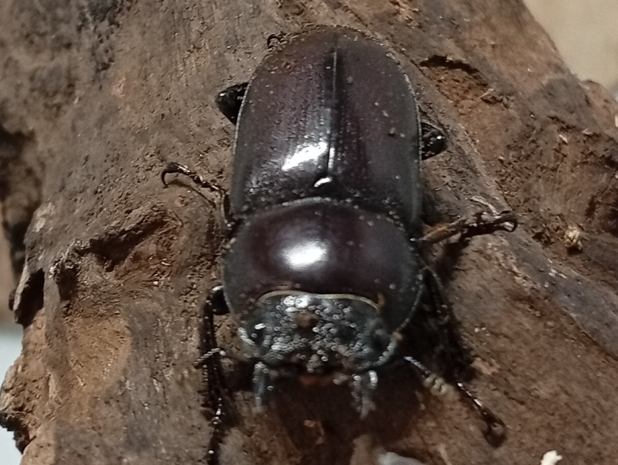 原名亜種｜スペンスシカノコギリクワガタ成虫ペアWF1（ベトナム イェンバイ産）♂40mm×♀30mmの画像