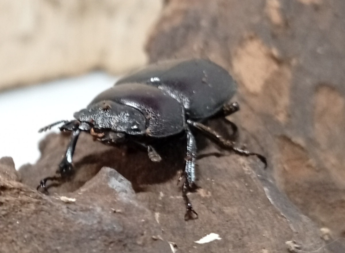 原名亜種｜スペンスシカノコギリクワガタ成虫ペアWF1（ベトナム イェンバイ産）♂40mm×♀30mmの画像