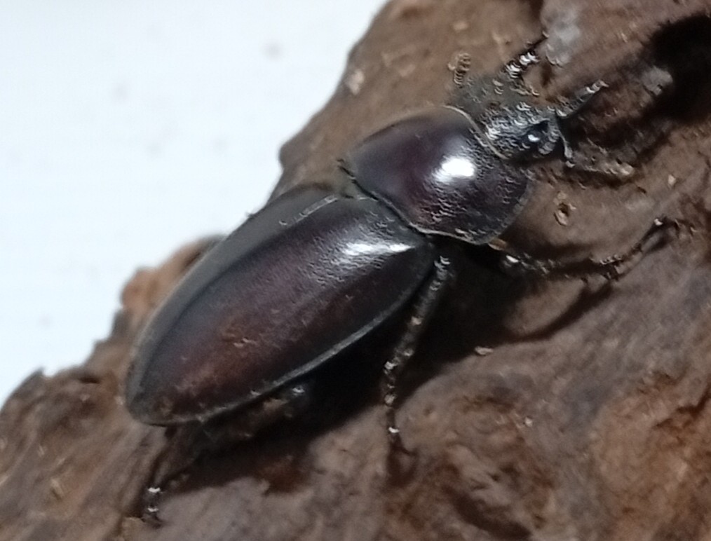 原名亜種｜スペンスシカノコギリクワガタ成虫ペアWF1（ベトナム イェンバイ産）♂40mm×♀30mmの画像