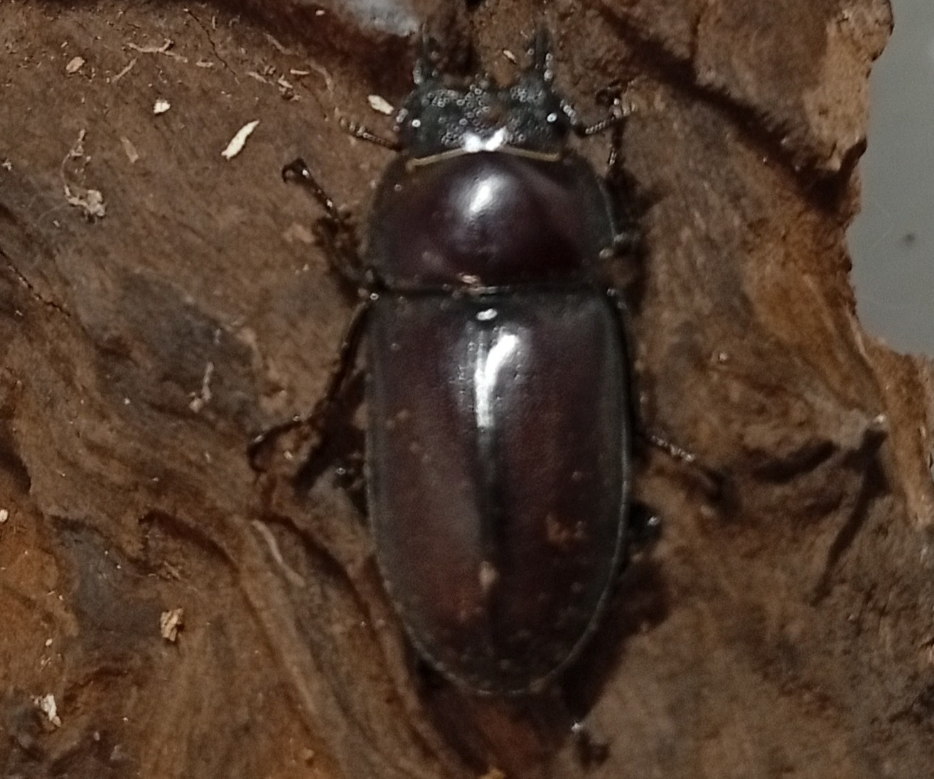 原名亜種｜スペンスシカノコギリクワガタ成虫ペアWF1（ベトナム イェンバイ産）♂40mm×♀30mmの画像