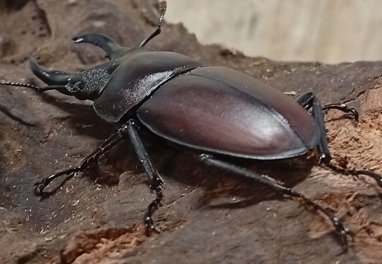 原名亜種｜スペンスシカノコギリクワガタ成虫ペアWF1（ベトナム イェンバイ産）♂40mm×♀30mmの画像