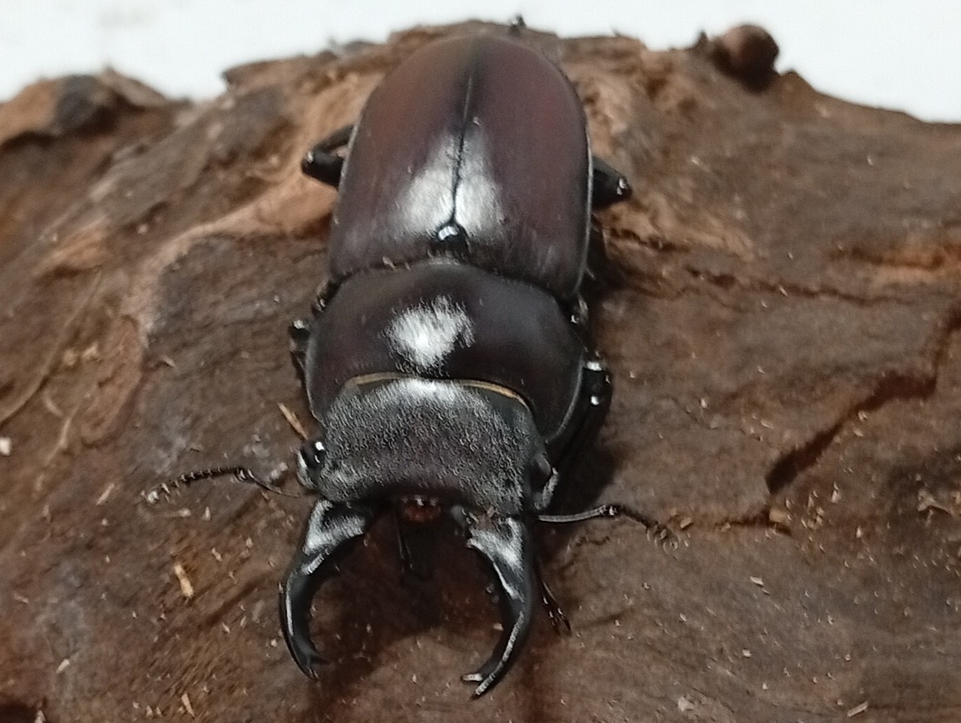 原名亜種｜スペンスシカノコギリクワガタ成虫ペアWF1（ベトナム イェンバイ産）♂40mm×♀30mmの画像