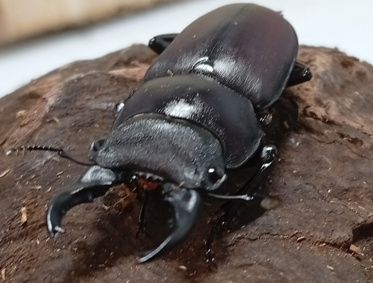 原名亜種｜スペンスシカノコギリクワガタ成虫ペアWF1（ベトナム イェンバイ産）♂40mm×♀30mmの画像