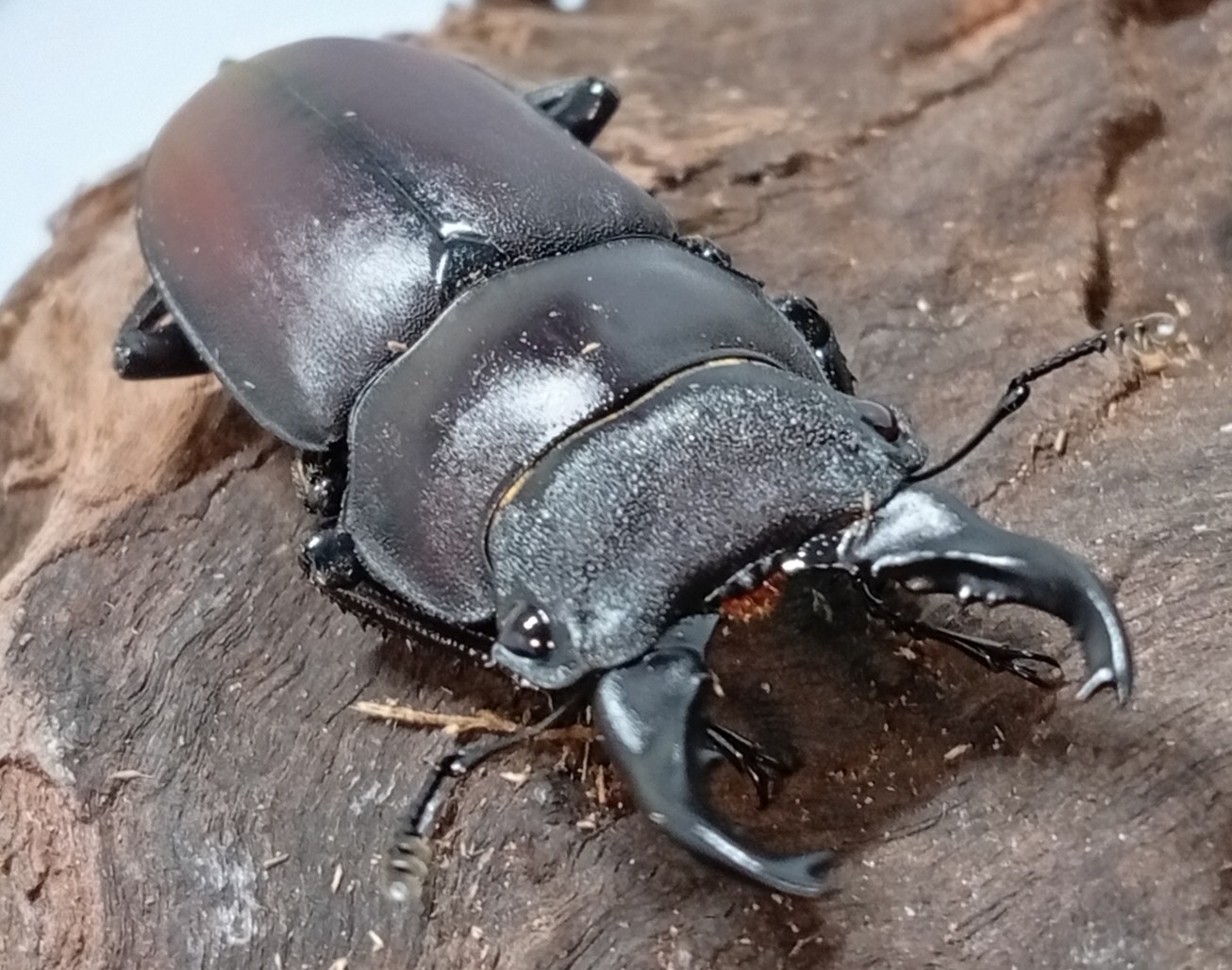 原名亜種｜スペンスシカノコギリクワガタ成虫ペアWF1（ベトナム イェンバイ産）♂40mm×♀30mmの画像