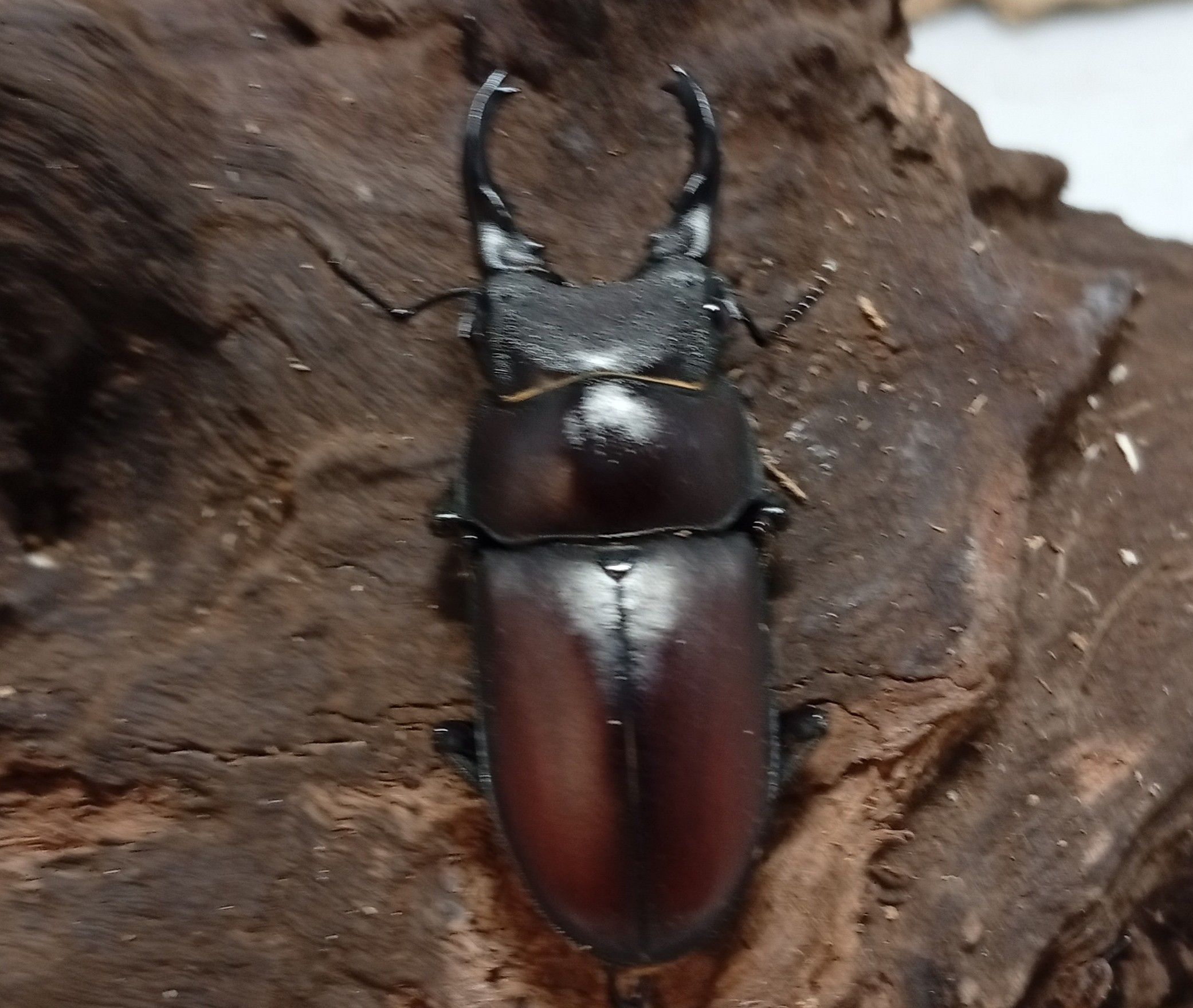 原名亜種｜スペンスシカノコギリクワガタ成虫ペアWF1（ベトナム イェンバイ産）♂40mm×♀30mmの画像