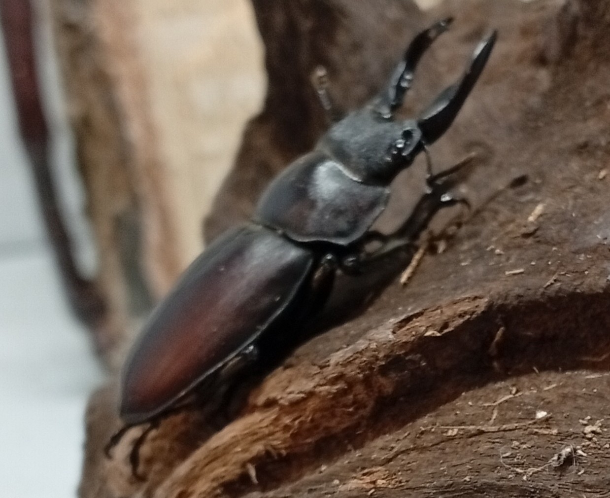 原名亜種｜スペンスシカノコギリクワガタ成虫ペアWF1（ベトナム イェンバイ産）♂40mm×♀30mmの画像