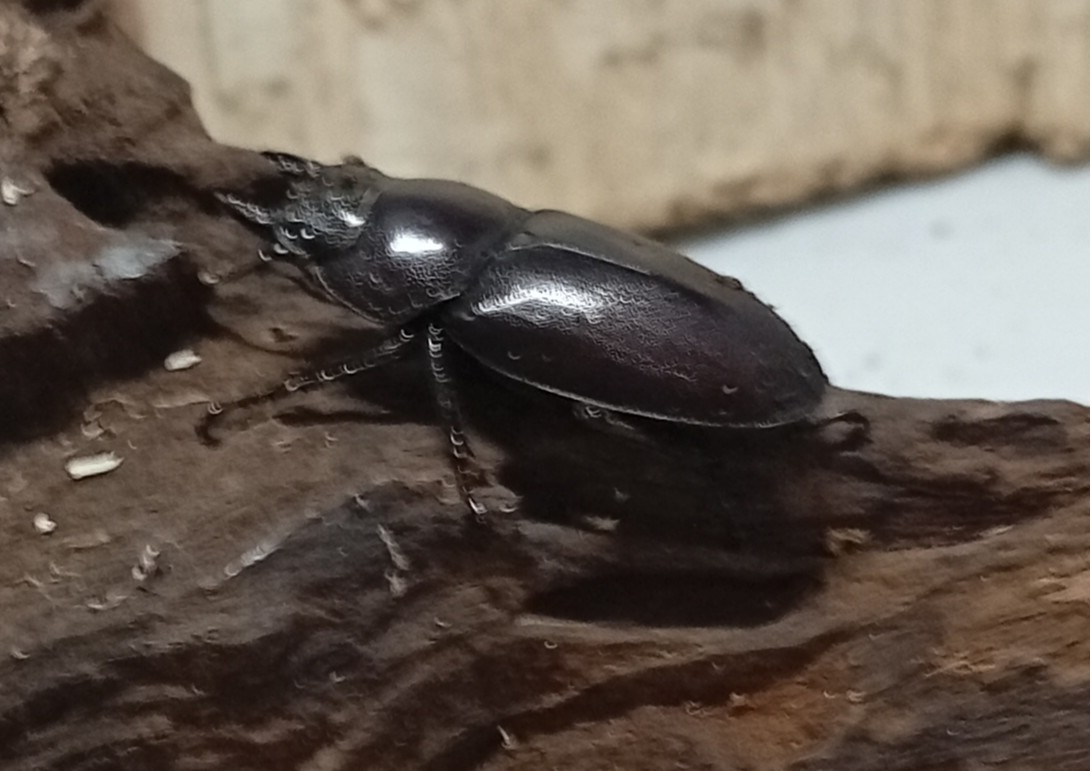 原名亜種｜スペンスシカノコギリクワガタ成虫ペアWF1（ベトナム イェンバイ産）♂40mm×♀30mmの画像