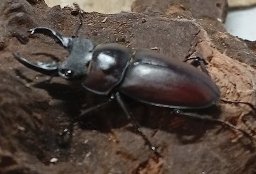 原名亜種｜スペンスシカノコギリクワガタ成虫ペアWF1（ベトナム イェンバイ産）♂40mm×♀30mmの画像