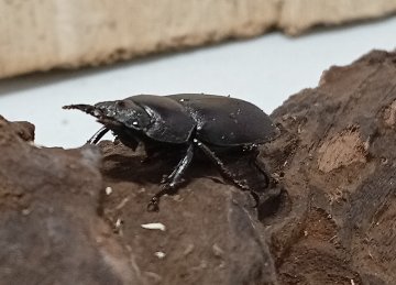 原名亜種｜スペンスシカノコギリクワガタ成虫ペアWF1（ベトナム イェンバイ産）♂40mm×♀30mmの画像