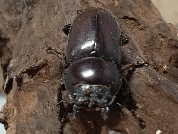 原名亜種｜スペンスシカノコギリクワガタ成虫ペアWF1（ベトナム イェンバイ産）♂40mm×♀30mmの画像