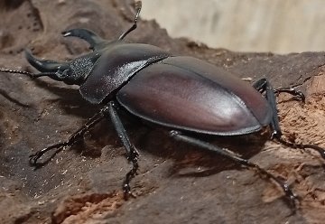 原名亜種｜スペンスシカノコギリクワガタ成虫ペアWF1（ベトナム イェンバイ産）♂40mm×♀30mmの画像