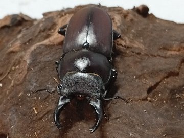 原名亜種｜スペンスシカノコギリクワガタ成虫ペアWF1（ベトナム イェンバイ産）♂40mm×♀30mmの画像