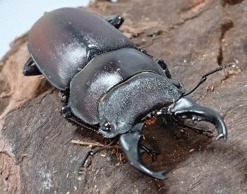 原名亜種｜スペンスシカノコギリクワガタ成虫ペアWF1（ベトナム イェンバイ産）♂40mm×♀30mmの画像
