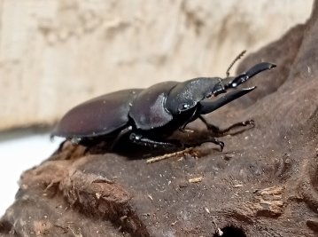 原名亜種｜スペンスシカノコギリクワガタ成虫ペアWF1（ベトナム イェンバイ産）♂40mm×♀30mmの画像