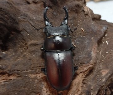 原名亜種｜スペンスシカノコギリクワガタ成虫ペアWF1（ベトナム イェンバイ産）♂40mm×♀30mmの画像