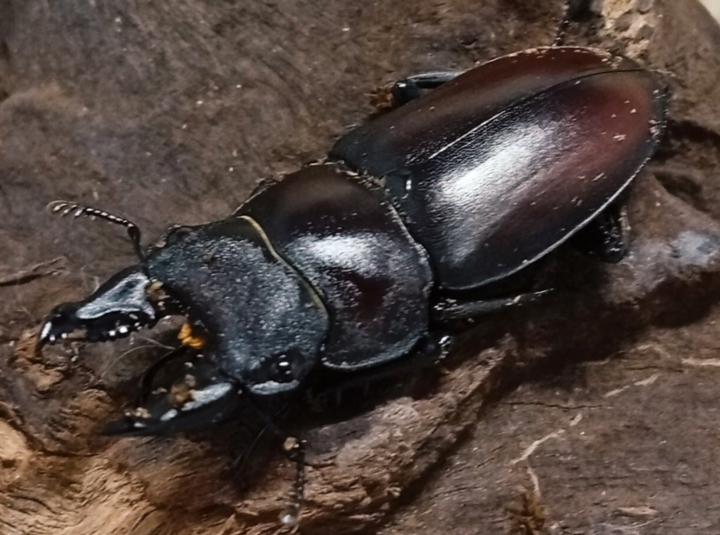 原名亜種｜スペンスシカノコギリクワガタ成虫ペアWF1（ベトナム イェンバイ産）♂36mm×♀30mmの画像