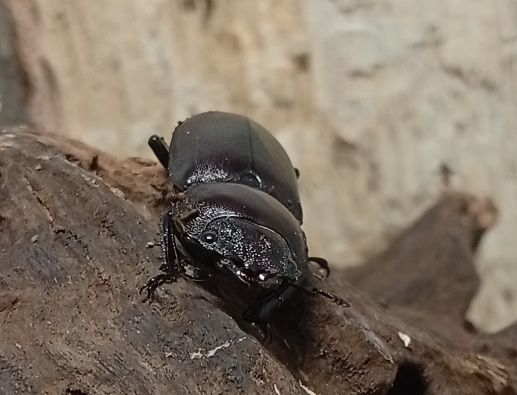 原名亜種｜スペンスシカノコギリクワガタ成虫ペアWF1（ベトナム イェンバイ産）♂36mm×♀30mmの画像