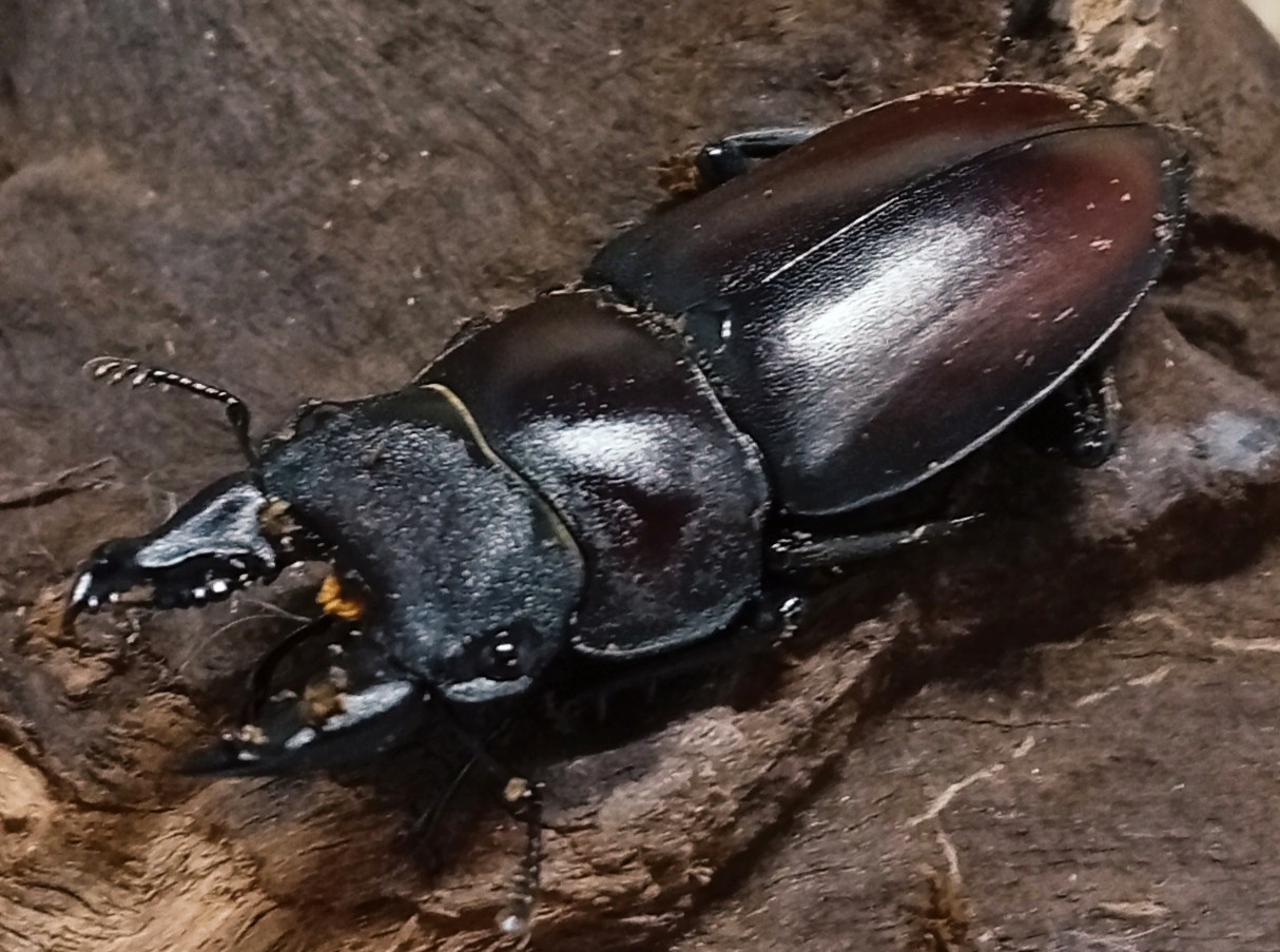 原名亜種｜スペンスシカノコギリクワガタ成虫ペアWF1（ベトナム イェンバイ産）♂36mm×♀30mmの画像