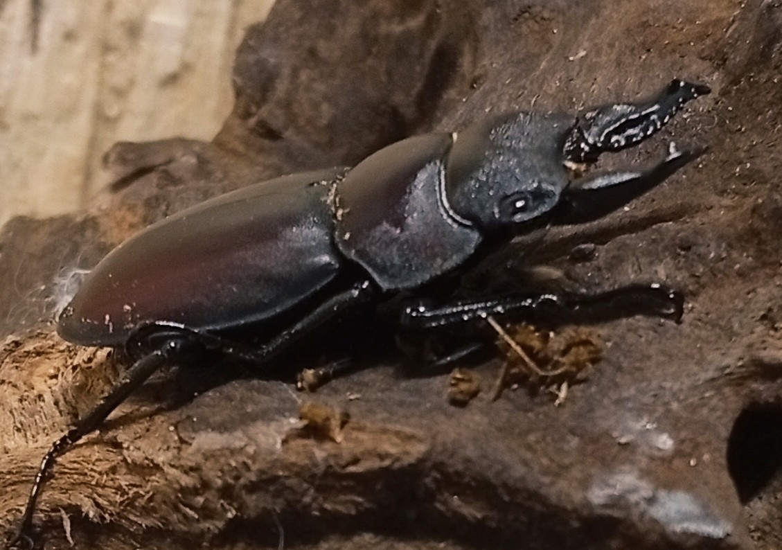 原名亜種｜スペンスシカノコギリクワガタ成虫ペアWF1（ベトナム イェンバイ産）♂36mm×♀30mmの画像